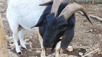 Photo of Guard goat! – Jamaican owner says ram could take place of security dogs