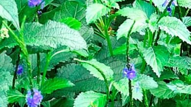 Photo of People flock ‘magic’ herb -Jamaicans turning to vervine for COVID cure