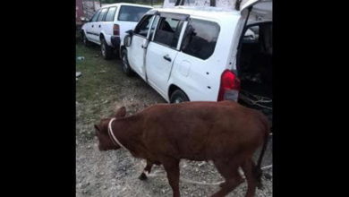 Photo of Jamaica: Police nab cow thieves in St. Ann