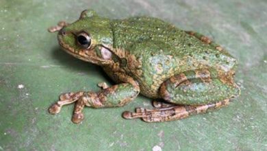 Photo of Scientist urges Jamaicans to report sightings of invasive Cuban tree frogs
