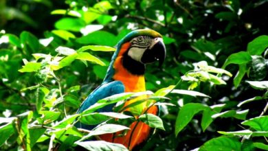 Photo of Blue and Gold Macaws in Trinidad saved from extirpation