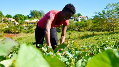 Photo of Jamaican woman ditches office job in finance for farm