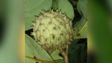 Photo of Jamaican scientists ask for help in locating two endemic fruit-bearing plants