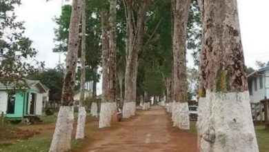 Photo of Century-old Mabaruma rubber trees to be chopped down – -region, town council in agreement