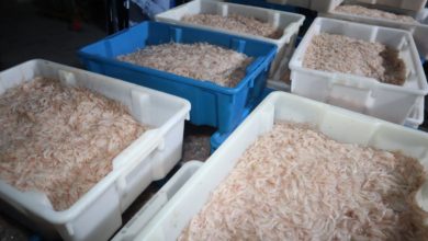 Photo of Chinese seafood company begins operations here – -shrimp being processed