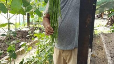 Photo of Eshwar Chandra’s four-plus decades ‘married’ to farming