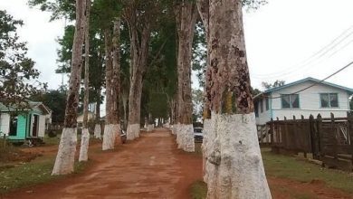 Photo of Mabaruma residents agree to removal of century-old rubber trees – -decision based on GFC report