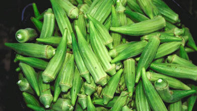 Photo of Our Champion Vegetables