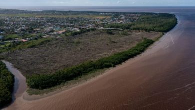 Photo of Shore base developer’s clearance of mangroves exceeded permission – – Sea Defence Board