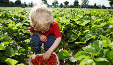 Photo of Strawberry season – It’s pickin’ time!