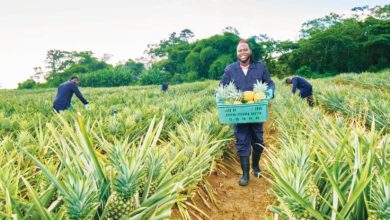 Photo of CARICOM can learn from Jamaica’s breakthrough on Barbados pineapple market