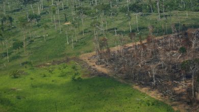 Photo of Deforestation in Brazil’s Amazon rainforest hits record January high