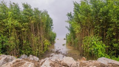 Photo of ExxonMobil replants mangroves at Ogle