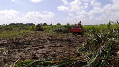 Photo of GuySuCo research cultivation at LBI uprooted for housing – -programme relocated to Blairmont – CEO
