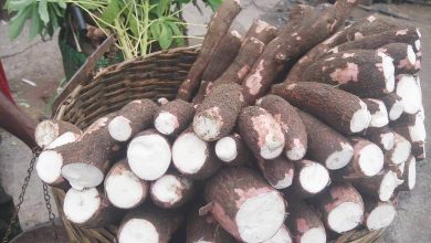 Photo of Jamaica cassava challenges expose weaknesses in intra-regional trading arrangements