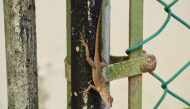 Photo of Forest lizards genetically morph to survive life in the city
