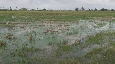 Photo of Weather jitters, labour shortage threaten Regions Two, Six rice and other crops … but local supplies assured