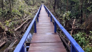 Photo of Warapoka residents get badly needed $4m bridge – -will boost farming, eco-tourism