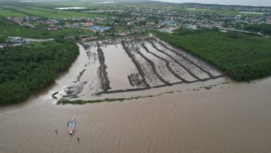 Photo of Destruction of mangroves resumes for West Demerara shore base