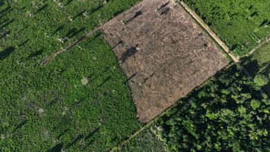 Photo of Deforestation in Brazil’s Amazon falls 68% in April, first major drop under Lula