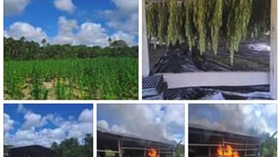 Photo of Joint Services destroy over $1.5b of  marijuana  in Upper Berbice