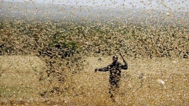 Photo of Locust swarms in parts of Trinidad