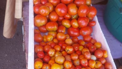 Photo of Tomato prices shoot up – -vendors cite dry weather