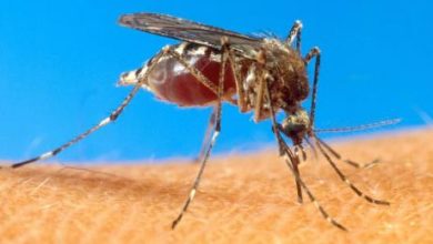 Photo of Jamaica declares dengue outbreak