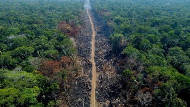 Photo of EU steps in to boost Amazon rainforest protection plan