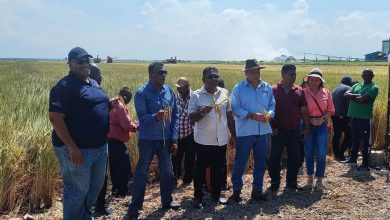 Photo of India’s ban on rice exports opens opportunities for Guyana – Mustapha – -zinc-fortified  variety harvested