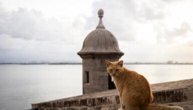 Photo of Puerto Rico’s famous stray cats will be removed from grounds surrounding historic fortress