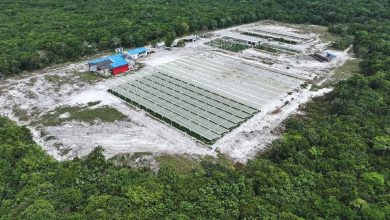 Photo of Three-acre greenhouse commissioned at Plympton Farms – -project aims to cut imports for FPSOs to 5%