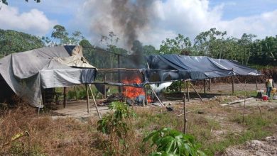 Photo of Over $1b in marijuana destroyed in Upper Berbice – -following Joint Services operation