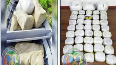 Photo of CANU finds 296 lbs of ganja in No.52 Village operation