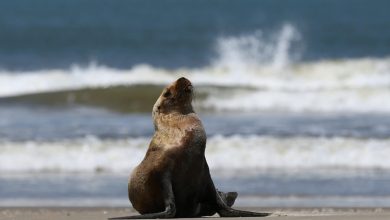 Photo of Bird flu kills over 900 seals, sea lions in south Brazil