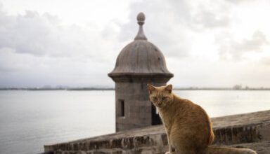 Photo of Activists sue US National Park Service over plan to remove Puerto Rico’s famous stray cats