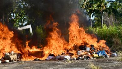 Photo of Police, CANU destroy billions of dollars in narcotics