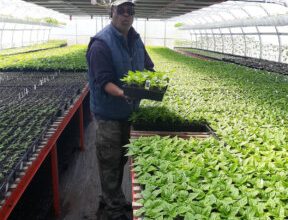 Photo of United States-based Guyanese entrepreneur Ron Soogrim cultivates success in global agricultural business 