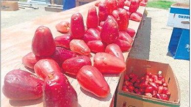 Photo of Trinidad vendors defend fruit prices
