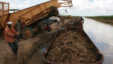 Photo of Transporting sugarcane some 41 miles to a factory not economically viable – Ramjattan