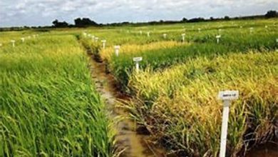 Photo of Innovative agricultural practices and international collaboration can stabilize rice prices