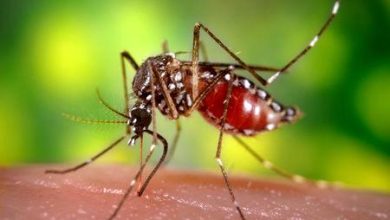 Photo of Trinidad: More children  getting ‘neuro-dengue’