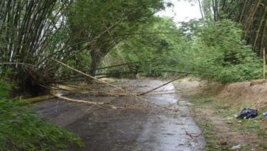 Photo of Jamaica: Hurricane Beryl devastates St Elizabeth and Manchester