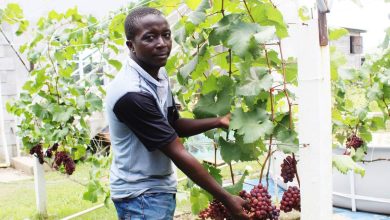 Photo of Glasgow grapes man loses $10m due to drought, cows