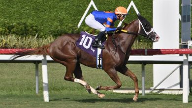 Photo of Seven thoroughbred horses land here for Guyana Cup