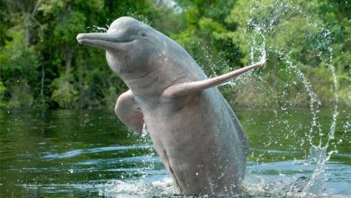 Photo of Rare Amazon river dolphins studied for climate change impact