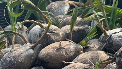 Photo of Gov’t putting a lot of effort into coconut industry – Mustapha