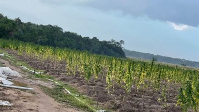 Photo of Approximately $41m worth of cannabis destroyed on Berbice River