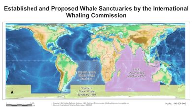 Photo of South Atlantic whale sanctuary plan blocked at international meeting