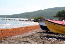 Photo of From annoying seaweed to vehicle fuel: Turning ocean waste into sustainable energy